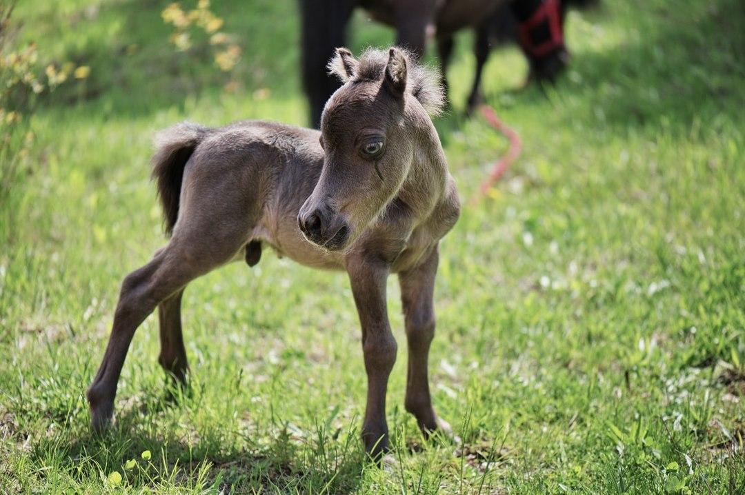 У Харкові народилося міні-лоша розміром з болонку: фото і відео з милахою