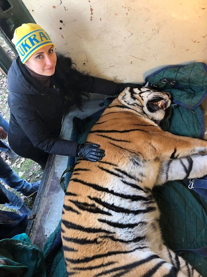 У Києві кинули напризволяще тигрів: історія отримала радісний фінал