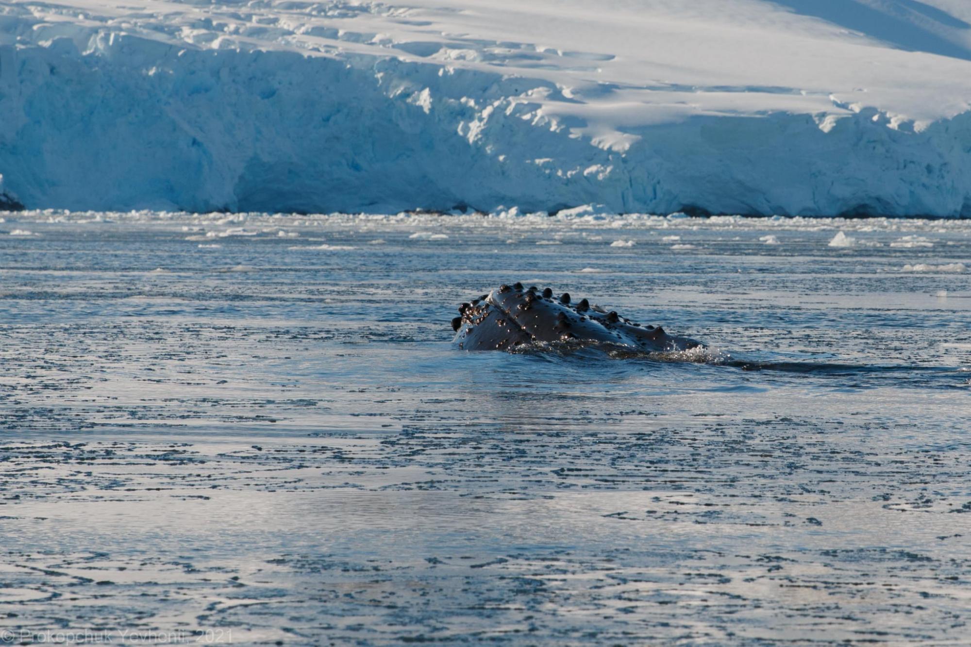 Придется петь колыбельную: украинские полярники разбудили мощного зверя