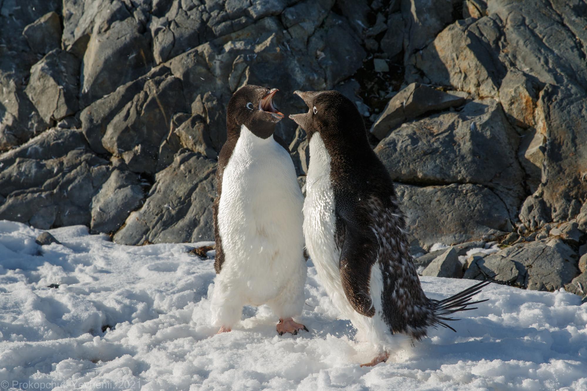 Украинские полярники показали "разборки" пингвинов на забавных фото
