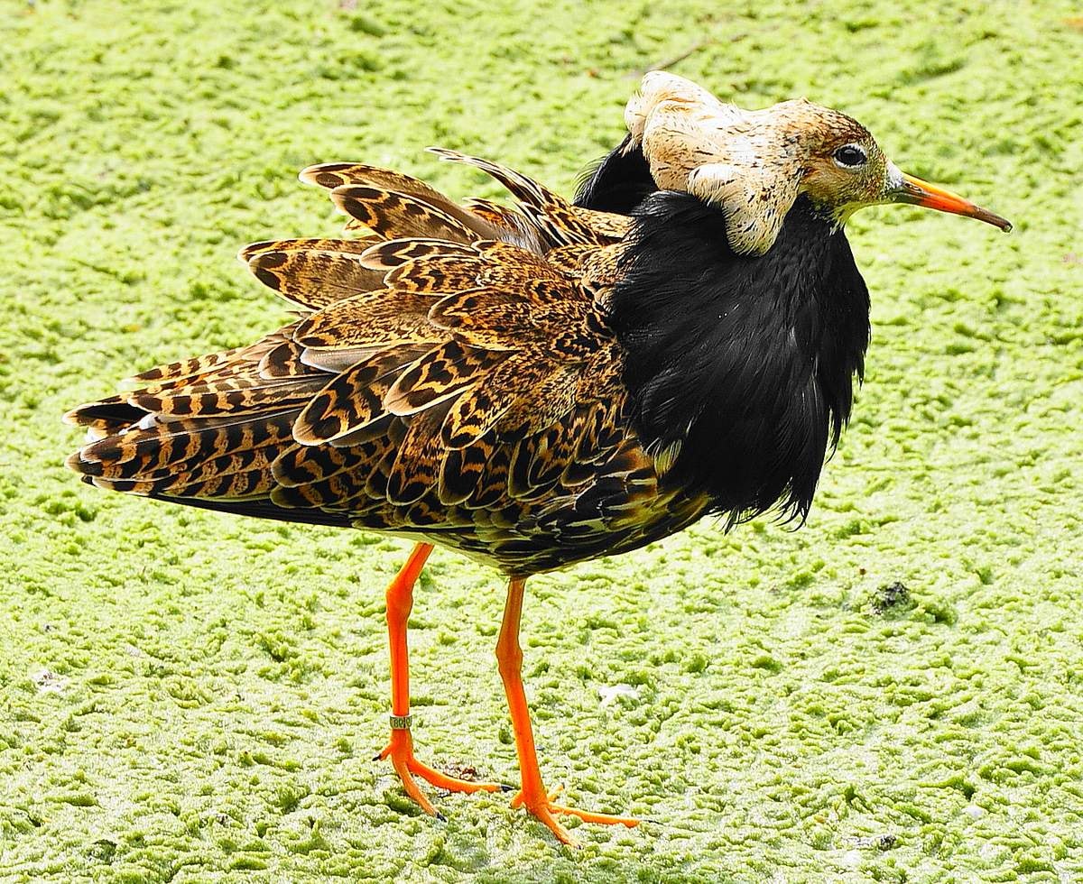 Таких птиц вы еще не видели! Под Одессой заметили уникальных представителей тундры
