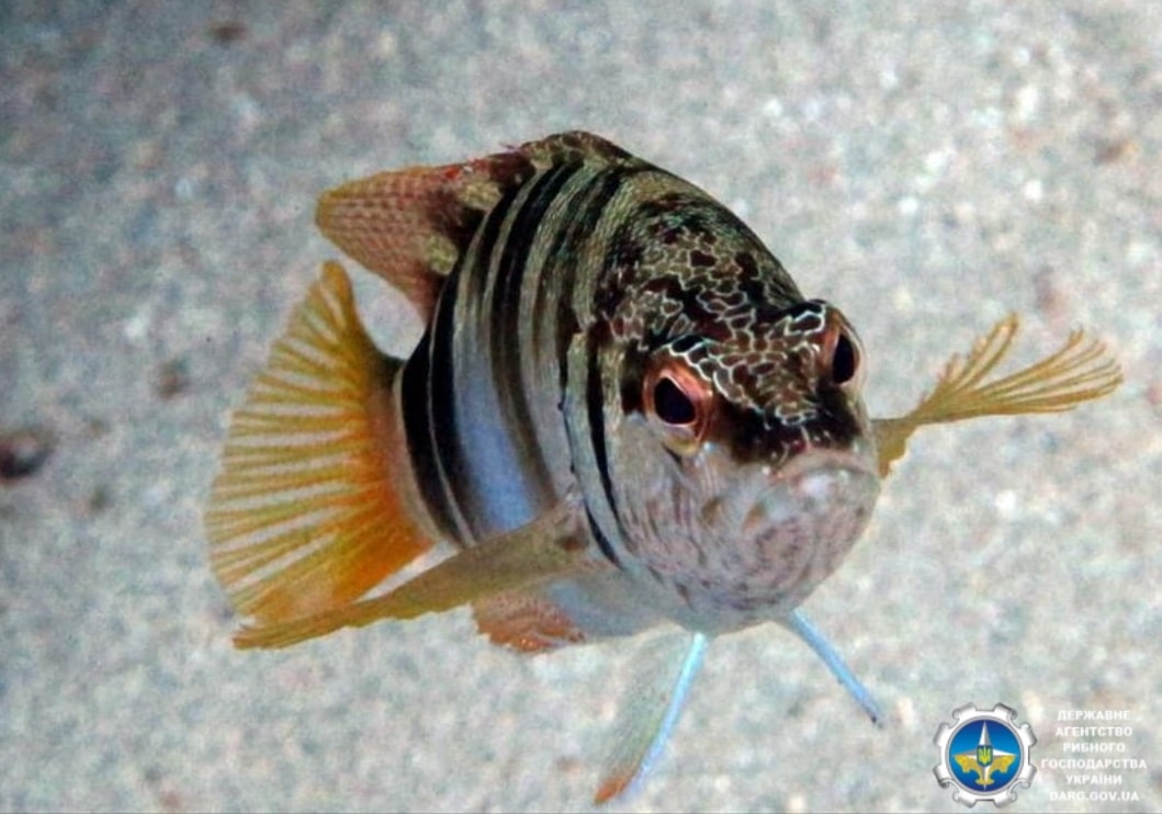 Под Одессой поймали редкую "краснокнижную" рыбу-гермафродита