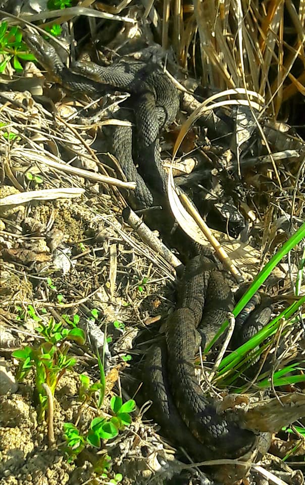 Змеи оккупировали городок под Днепром: столько их не видели никогда