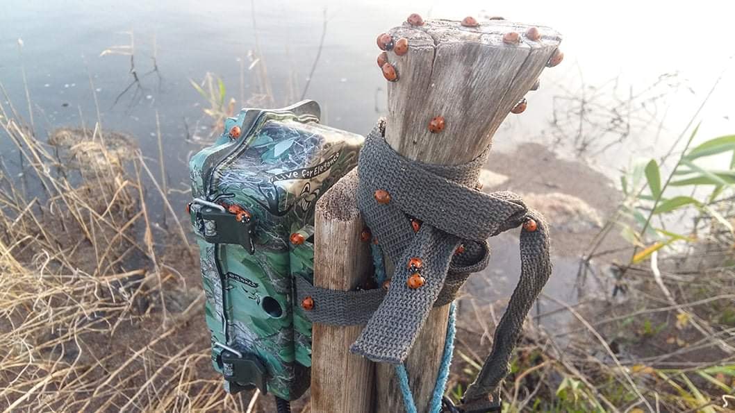 В заповеднике под Одессой погибли почти 2 миллиона божьих коровок: что случилось (фото)