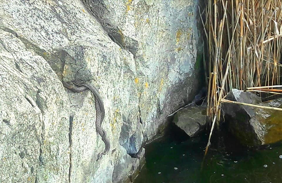 Змеи оккупировали городок под Днепром: столько их не видели никогда