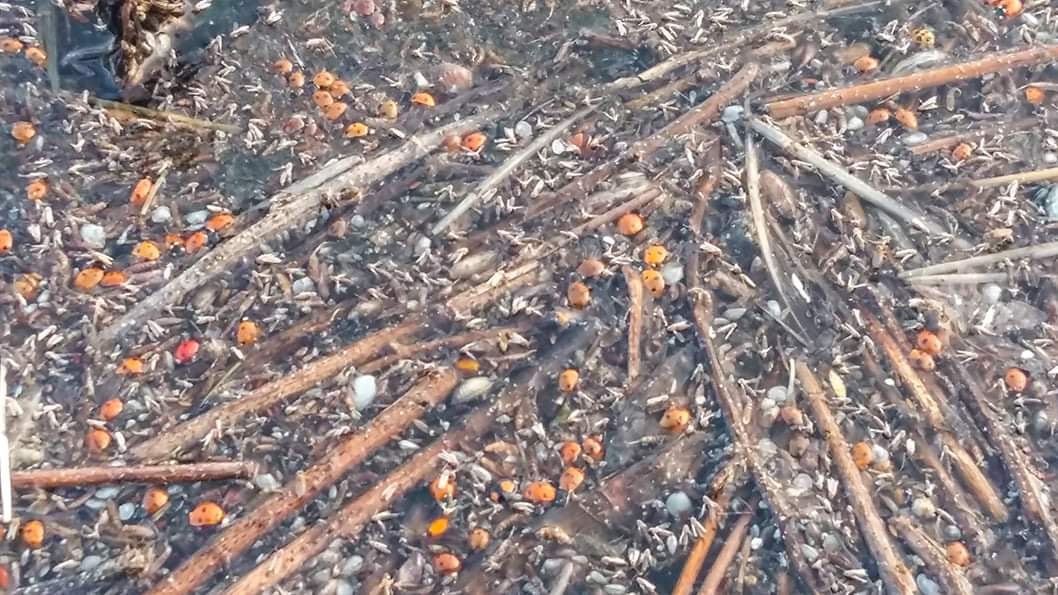 В заповеднике под Одессой погибли почти 2 миллиона божьих коровок: что случилось (фото)