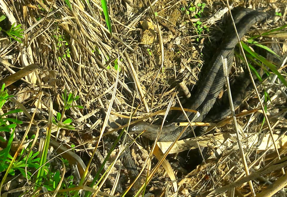 Змеи оккупировали городок под Днепром: столько их не видели никогда