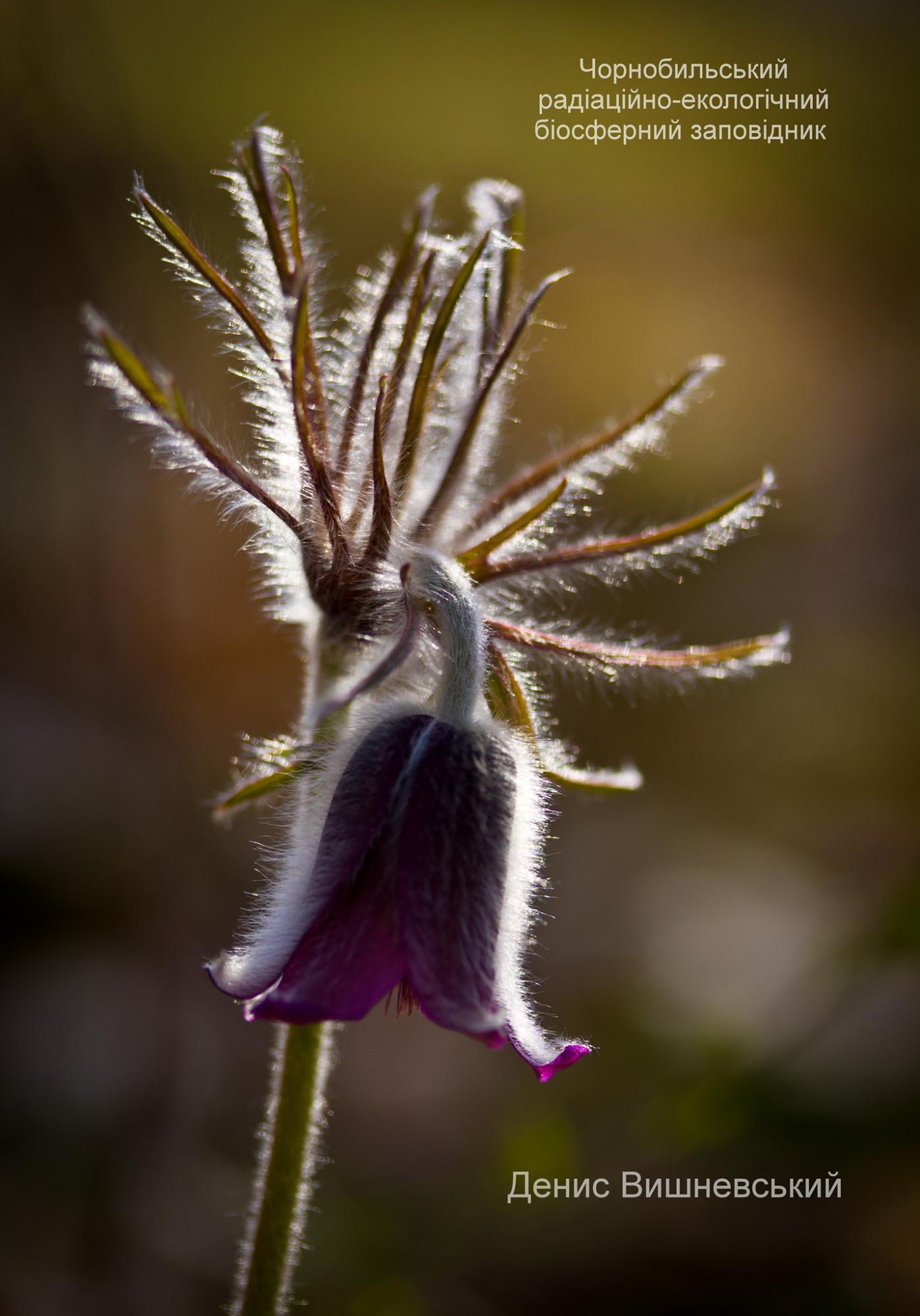 В Чернобыльской зоне найдены редкие цветы: их красота завораживает