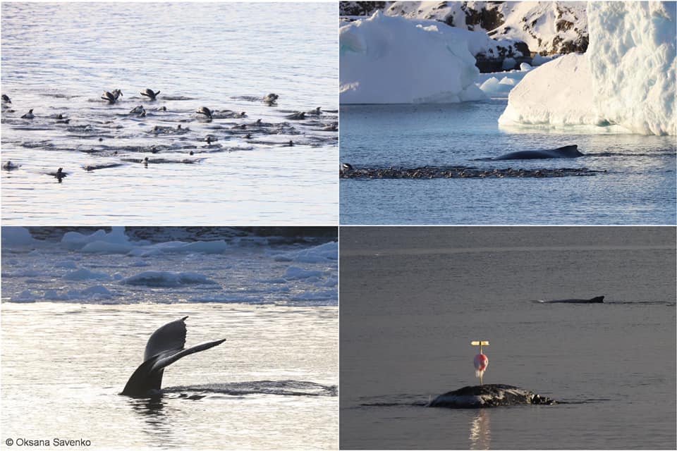 Украинские полярники показали праздничных гостей: ими оказались киты (фото)