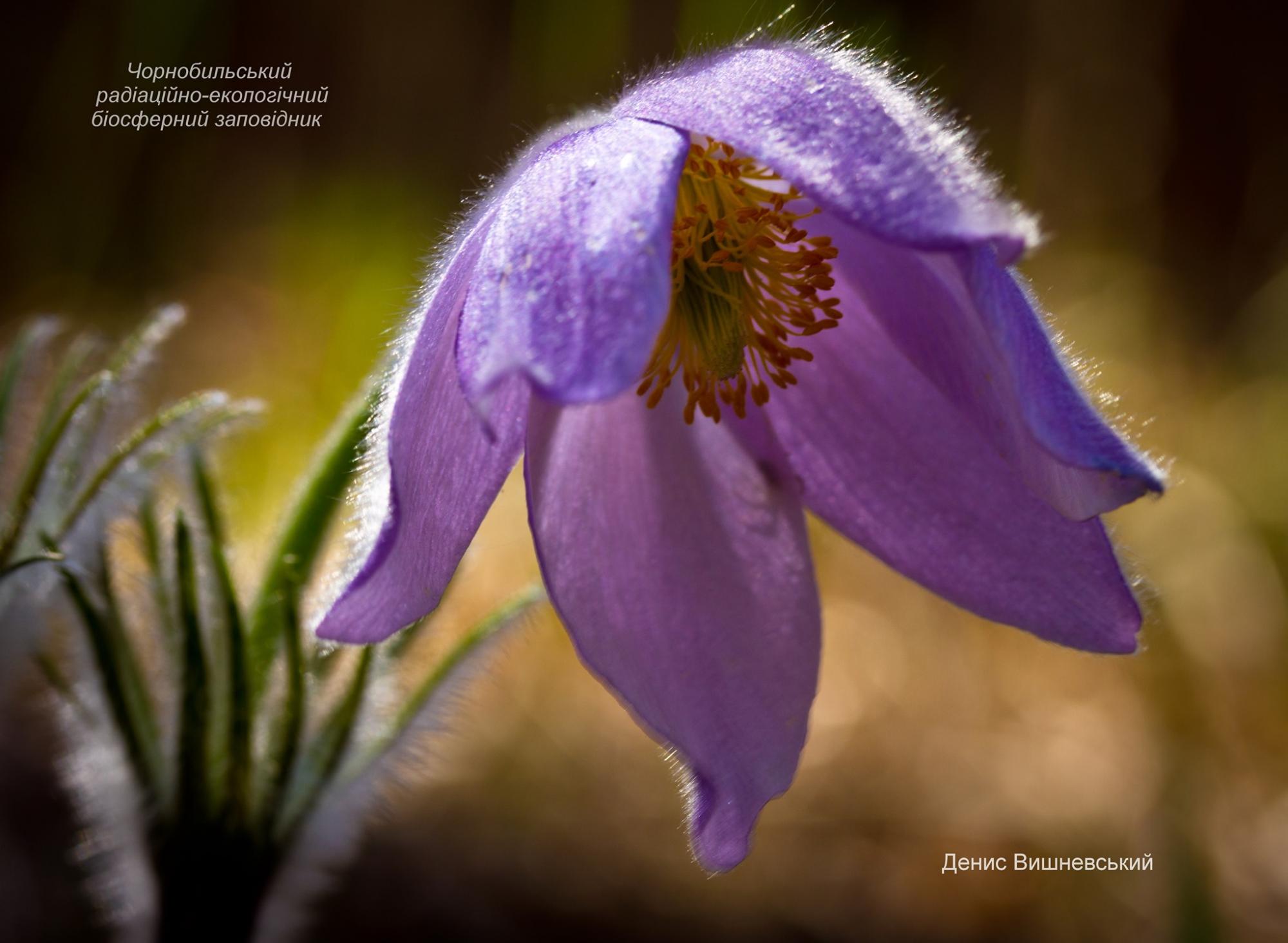 В Чернобыльской зоне найдены редкие цветы: их красота завораживает