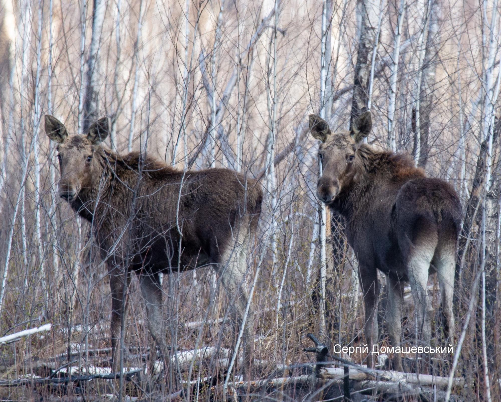 В Чернобыле показали любопытных животных, которые любят наблюдать за людьми
