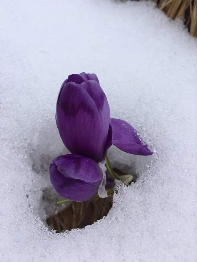 Весна в Карпатах перемогла зиму: у мережі показали знакове фото