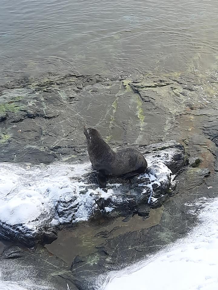 Украинские полярники показали необычных гостей: приплыли и устроили лежбище
