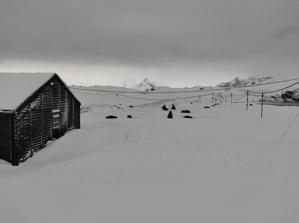 Украинские полярники показали необычных гостей: приплыли и устроили лежбище