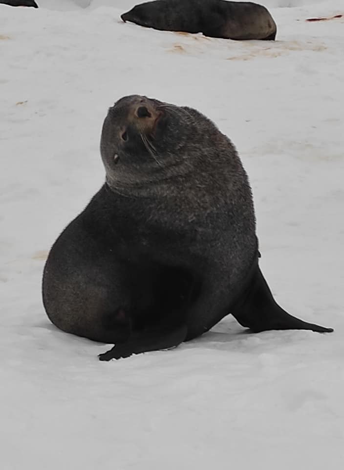 Украинские полярники показали необычных гостей: приплыли и устроили лежбище