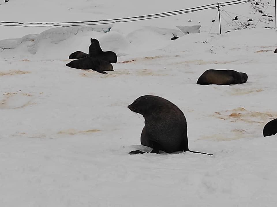 Украинские полярники показали необычных гостей: приплыли и устроили лежбище