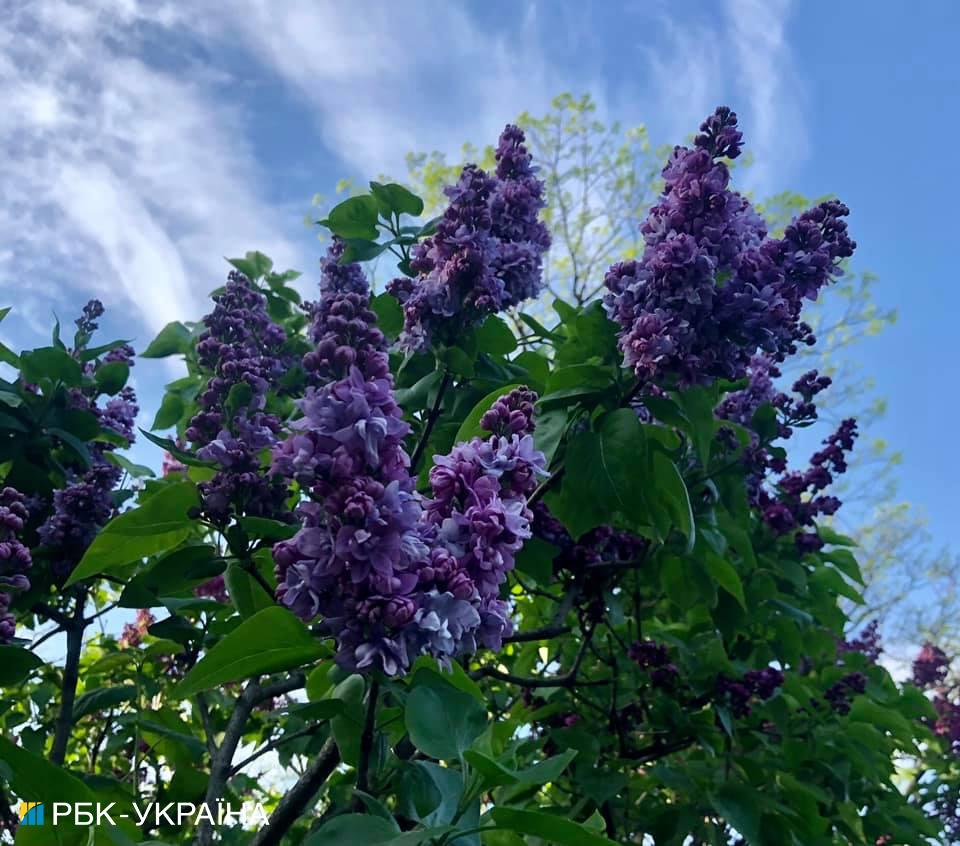 В Киеве начала цвести сирень: где можно полюбоваться красотой