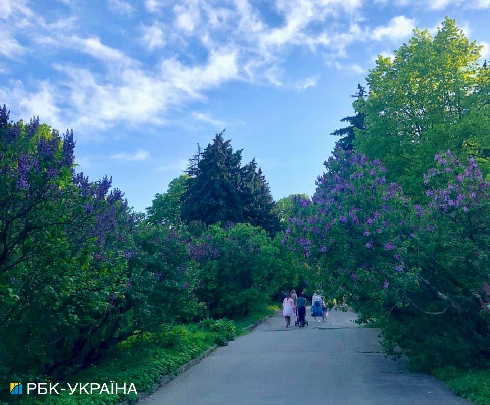В Киеве начала цвести сирень: где можно полюбоваться красотой
