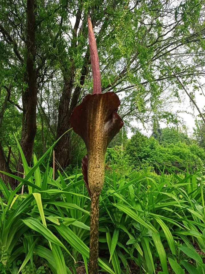 В парке Киева зацвел гигантский "Дьявольский язык": яркие фото