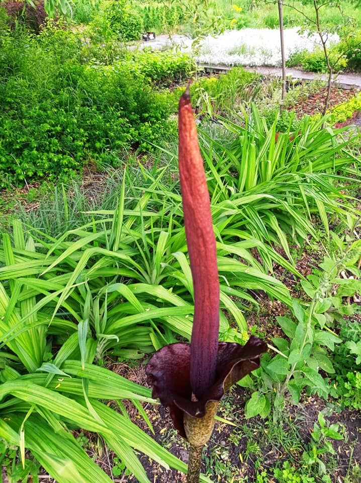 В парке Киева зацвел гигантский "Дьявольский язык": яркие фото