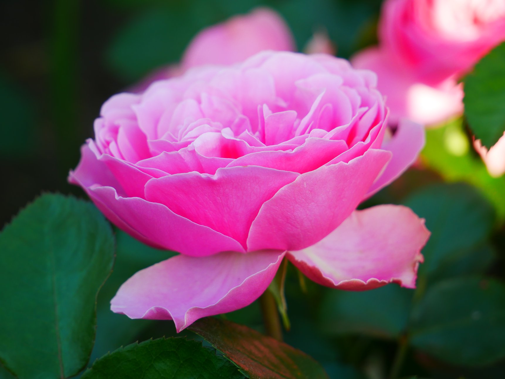 В Киеве распустились уникальные розы: неземную красоту показали на фото