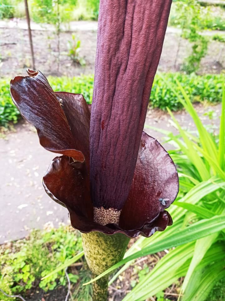 В парке Киева зацвел гигантский "Дьявольский язык": яркие фото