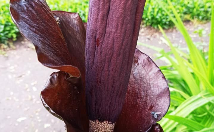 В парке Киева зацвел гигантский "Дьявольский язык": яркие фото