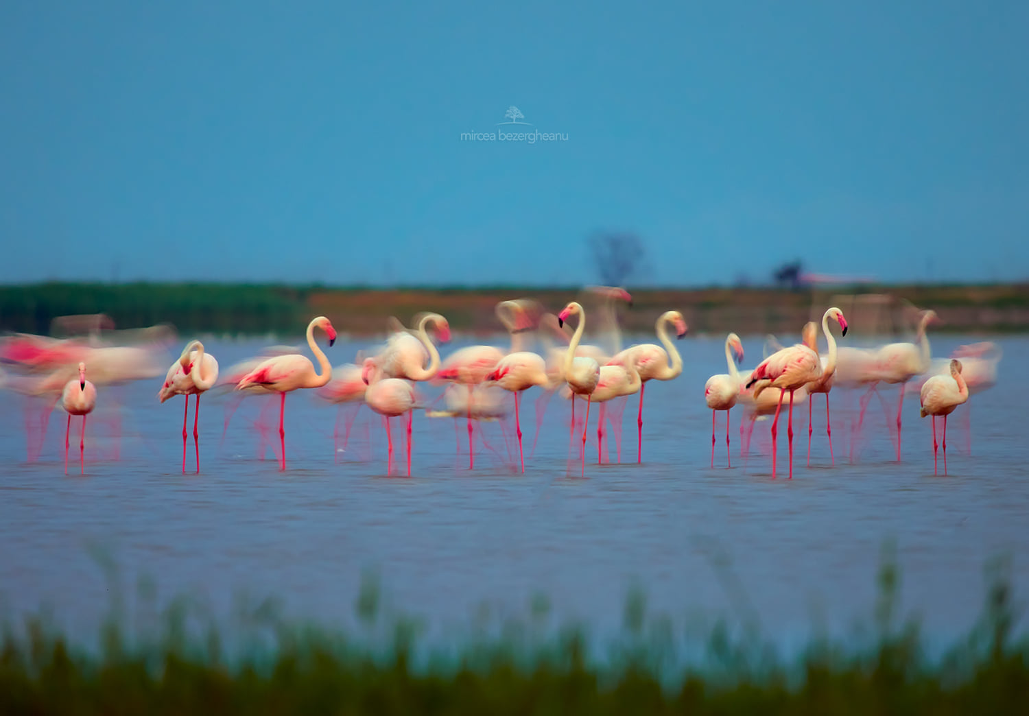 Рожеві фламінго пролетіли над Дунайським заповідником: неймовірної краси фото
