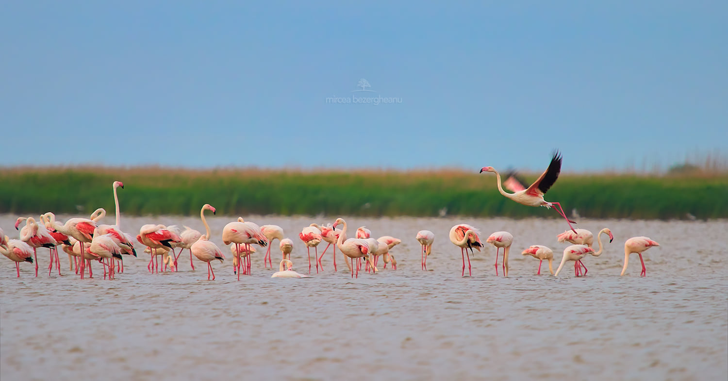 Рожеві фламінго пролетіли над Дунайським заповідником: неймовірної краси фото