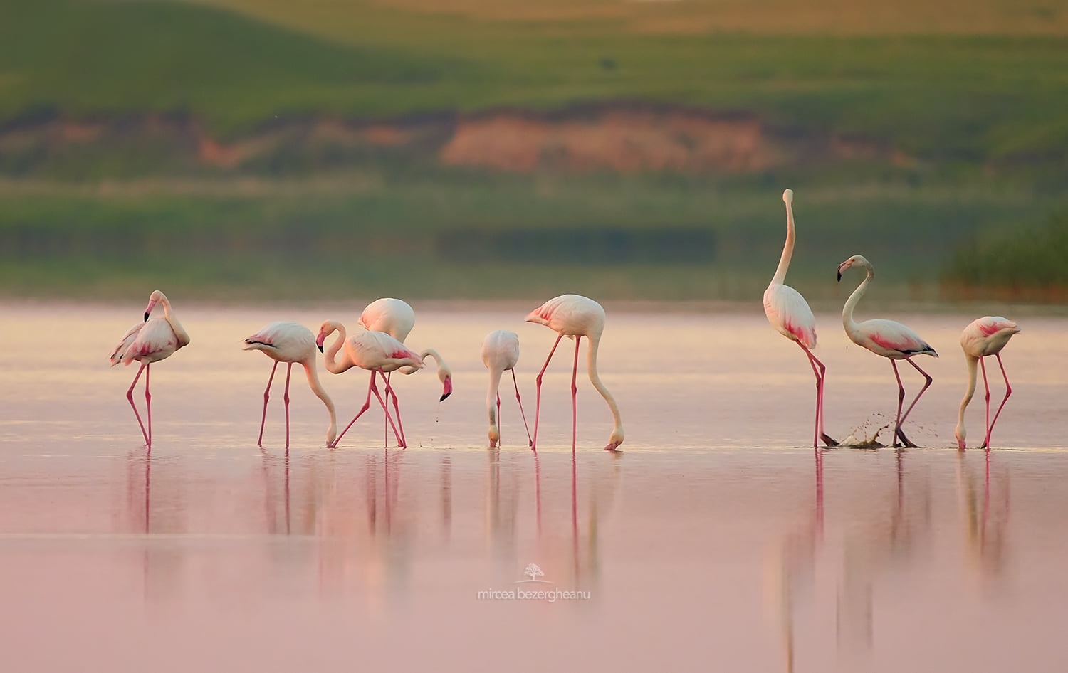 Рожеві фламінго пролетіли над Дунайським заповідником: неймовірної краси фото
