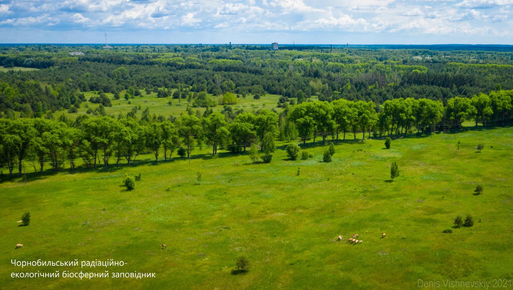 В Чернобыле показали исчезающих животных: держатся в укромных местах