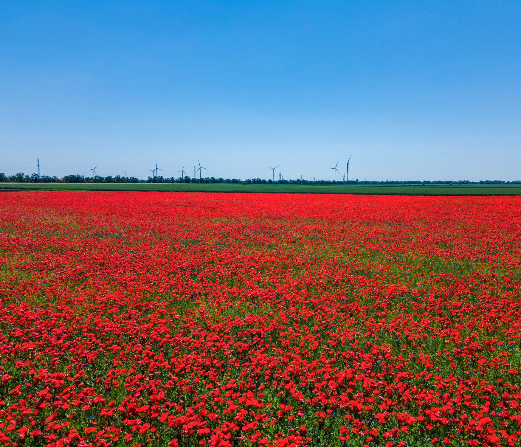 Жгучее маковое поле: украинцев поразили невероятно красивые фото