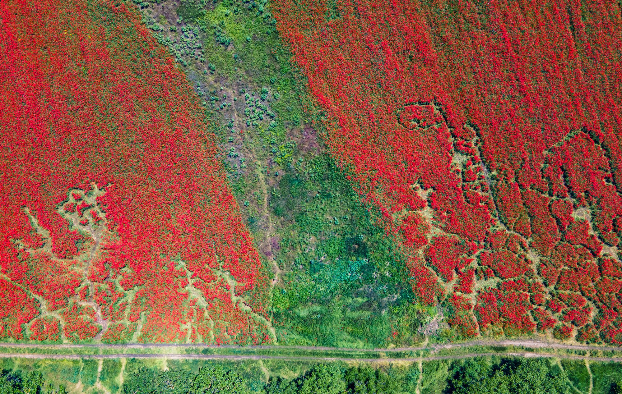 Жгучее маковое поле: украинцев поразили невероятно красивые фото