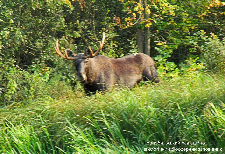 В Чернобыле показали величественных животных: родственники оленя