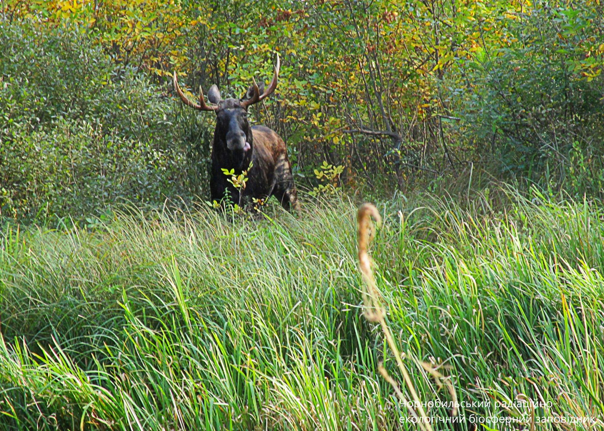 В Чернобыле показали величественных животных: родственники оленя