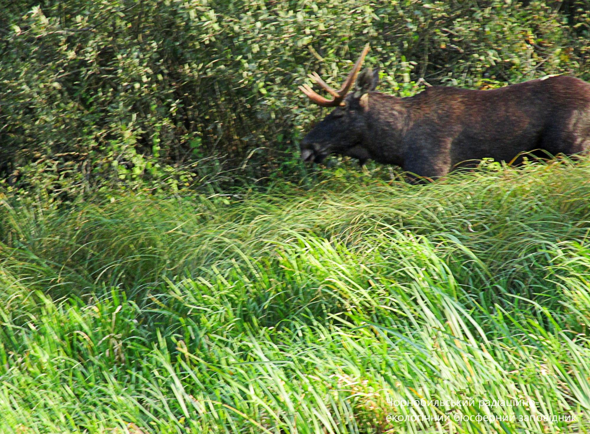 В Чернобыле показали величественных животных: родственники оленя
