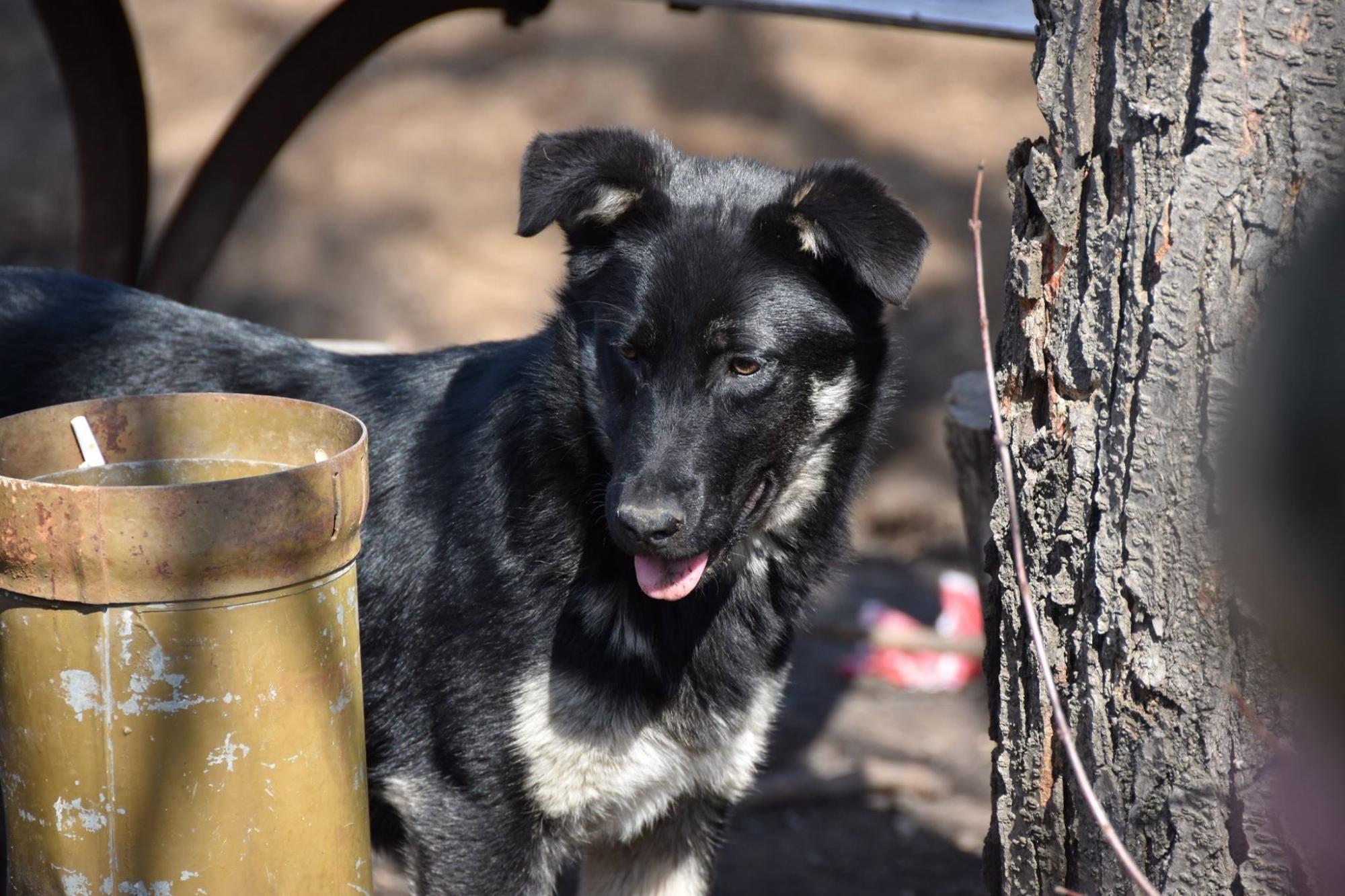 Лохматые вояки: фото верных четвероногих друзей украинских бойцов на передовой