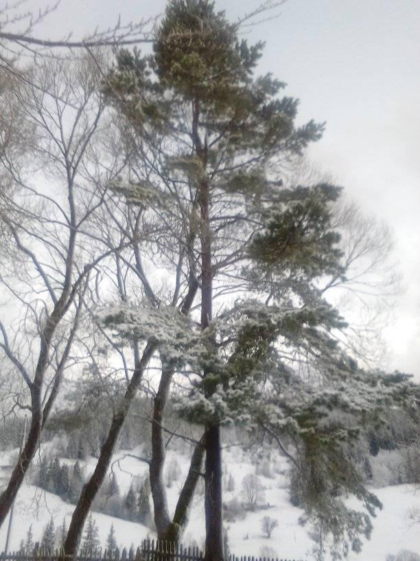 Прикарпатье накрыло майскими сугробами: зимнюю сказку показали на фото