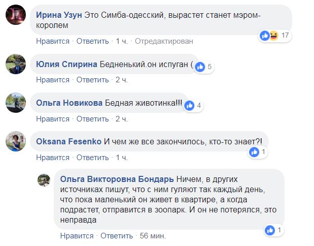 Хищник в городе: в Одессе по улице бродил одинокий львенок