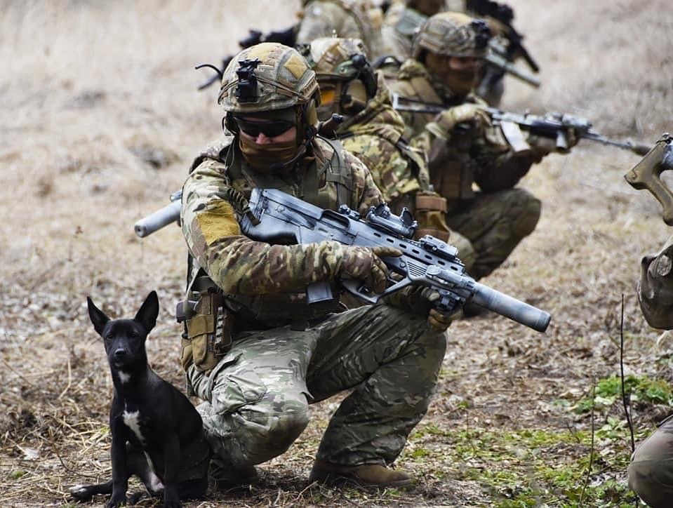 Лохматые вояки: фото верных четвероногих друзей украинских бойцов на передовой