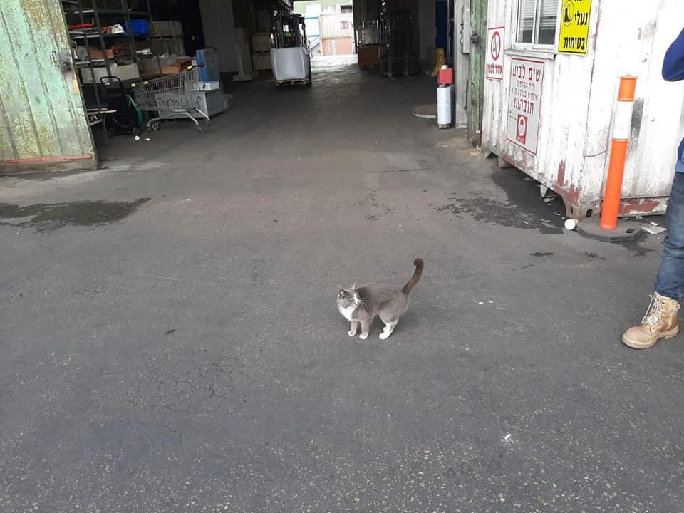 Украинский кот добрался до Израиля в контейнере с конфетами и стал звездой: как это получилось