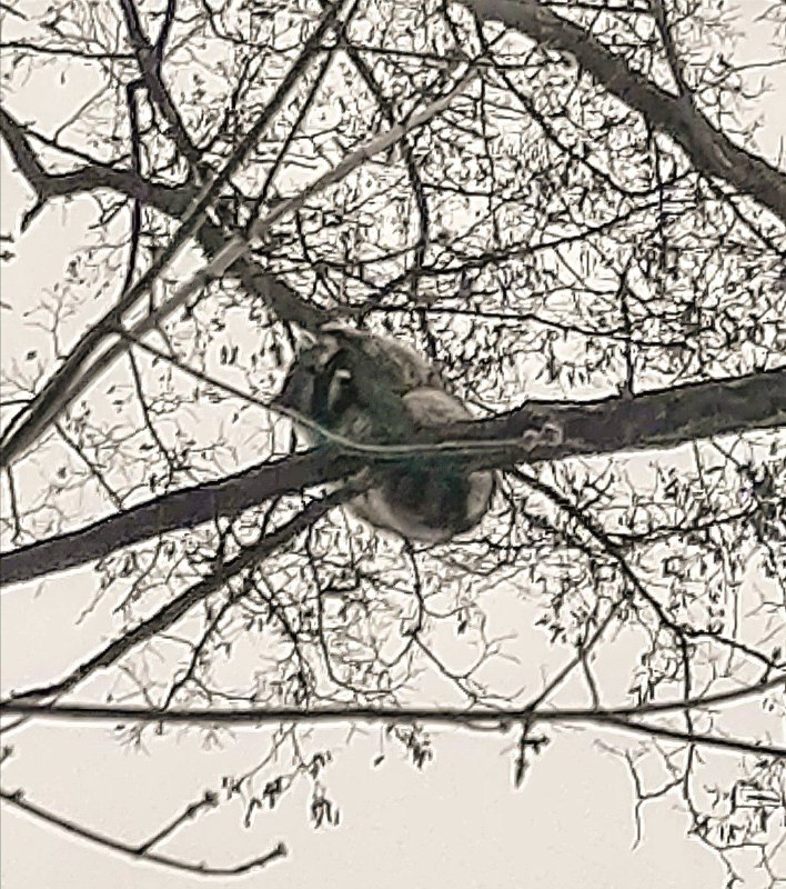 Под Киевом спасли енота Кирюшу, который взобрался на 12-метровое дерево: как это было (фото)