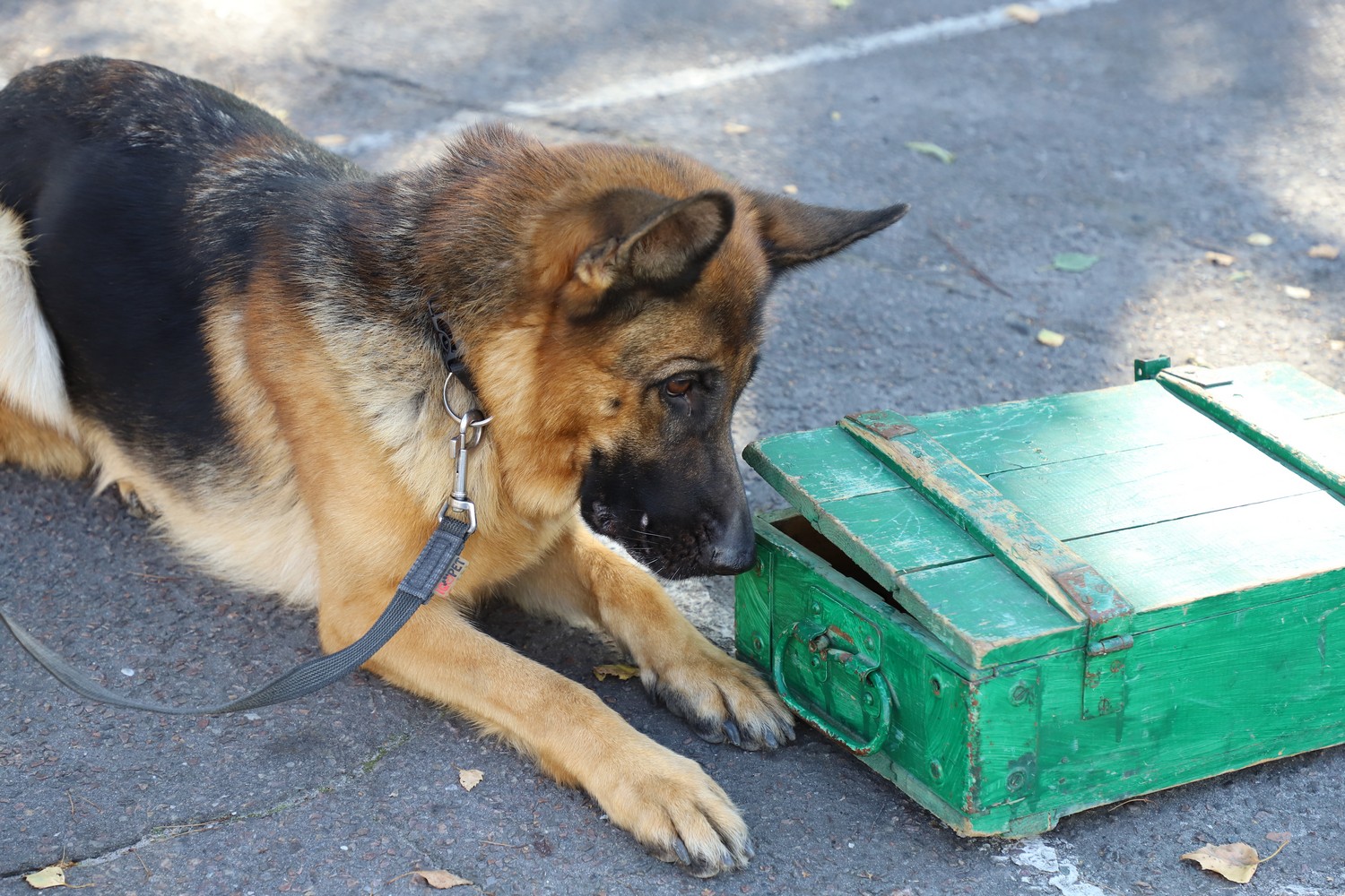 Зеленського будуть охороняти чотирилапі сек'юріті: як їх навчають (фото)