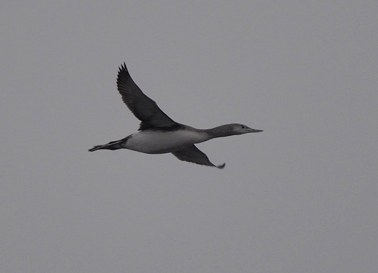У Чорнобилі вперше помітили птицю з голосом людини (фото)