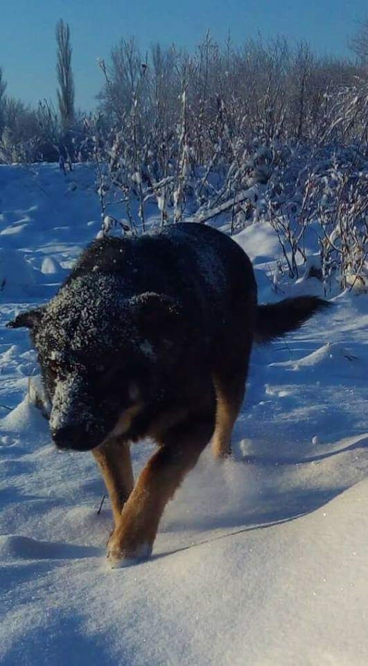 Лохматые вояки: фото верных четвероногих друзей украинских бойцов на передовой