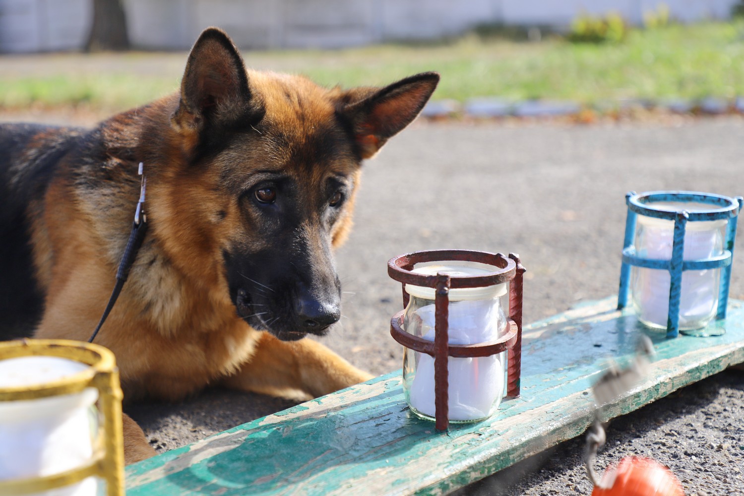 Зеленського будуть охороняти чотирилапі сек'юріті: як їх навчають (фото)