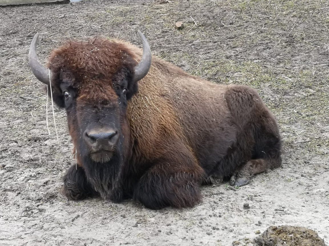 Под Киевом в эко-парке на семью напало стадо бизонов: подробности инцидента