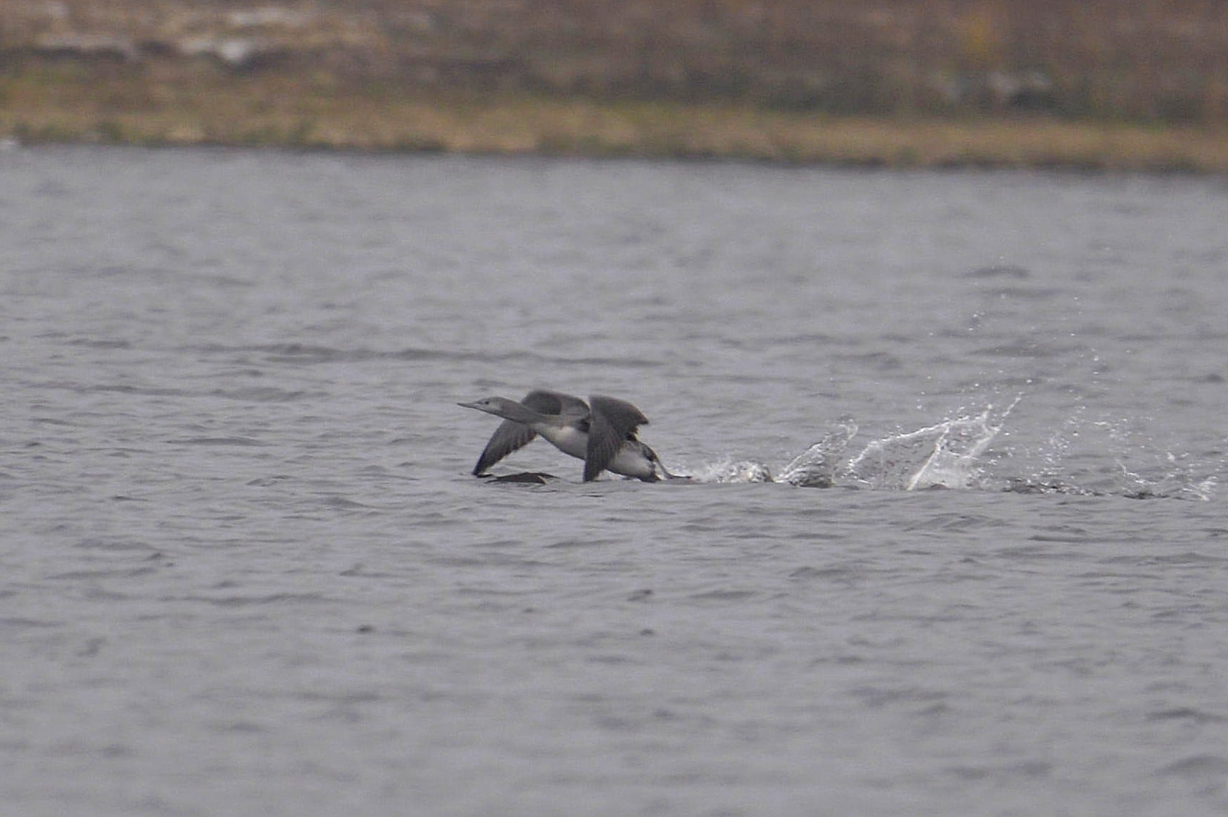 У Чорнобилі вперше помітили птицю з голосом людини (фото)