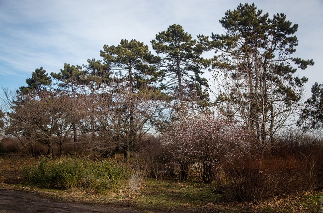 В Одессе из-за аномальной зимы зацвел сад: фантастические фото