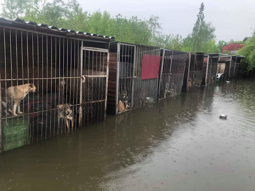 Под Ивано-Франковском затопило собачий приют: зоозащитники просят о помощи